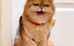 美国乱码日产精品BD在线观看